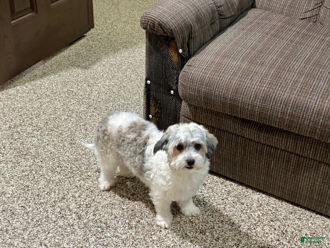 Havapoo dogs for sale: Havapoo pup Larry - Ad 10