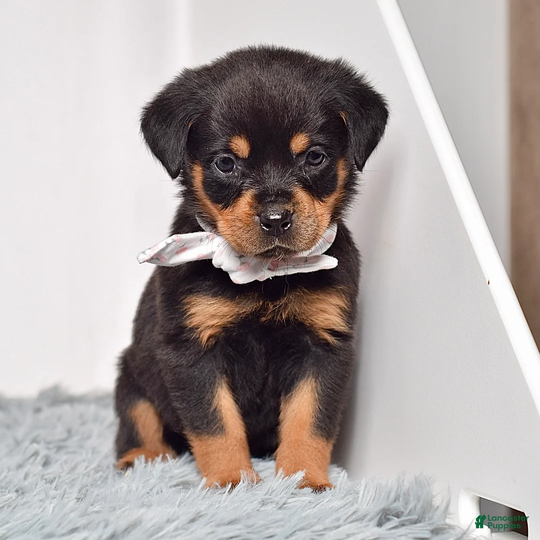 Rottweiler dogs for sale: Shadow - Ad 2