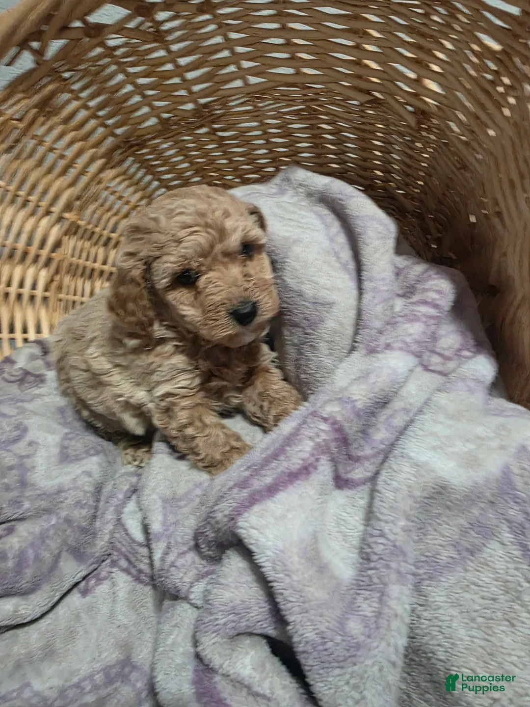 Cavapoo dogs for sale: Gasper - Ad 1