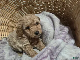 Cavapoo dogs for sale: Gasper - Ad 1