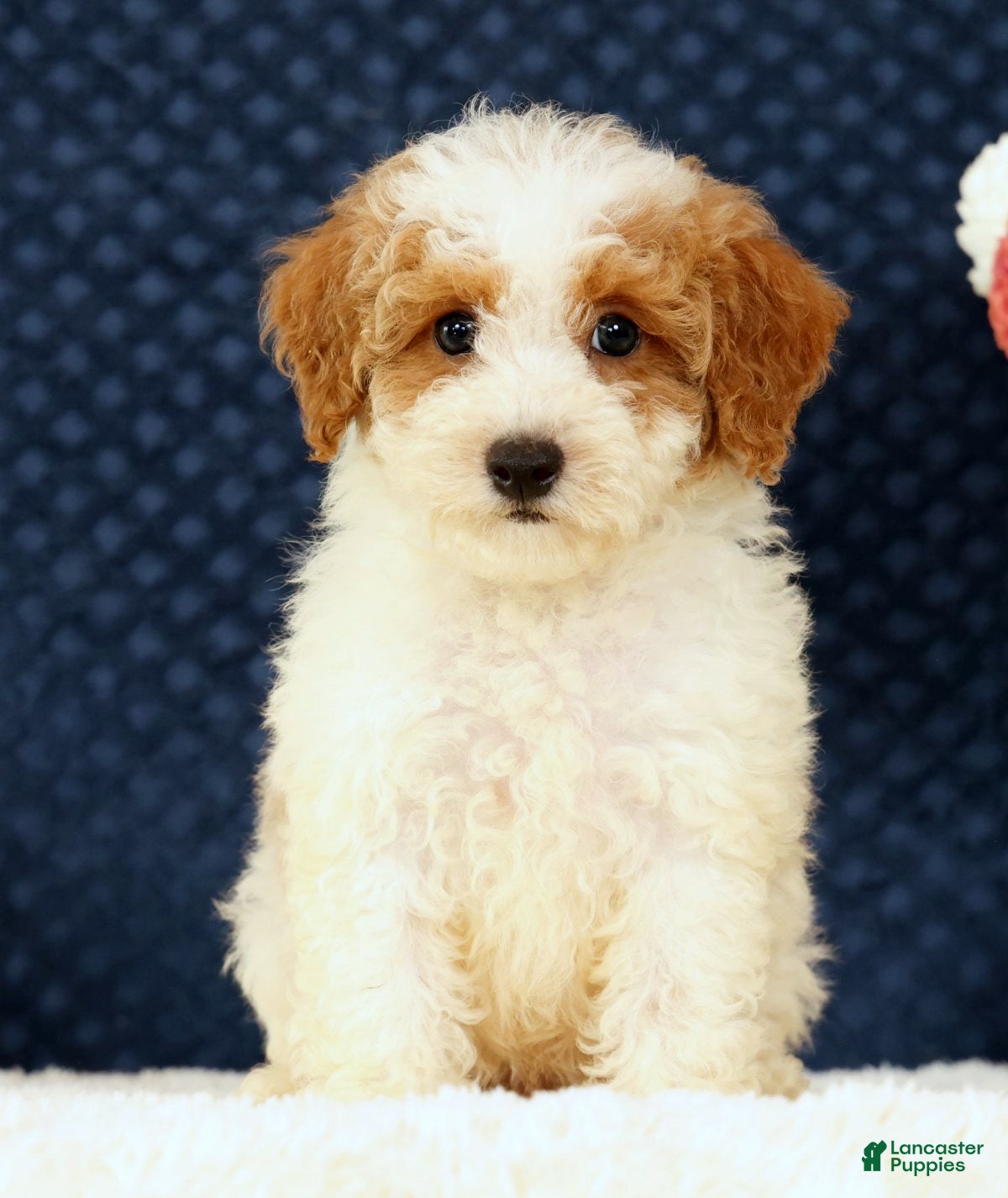 Bichpoo dogs Ernie - Ad 2