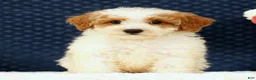 Bichpoo dogs for sale: Ernie - Ad 2