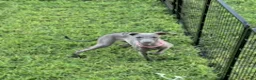 Italian Greyhound dogs for sale: Austin - Ad 6