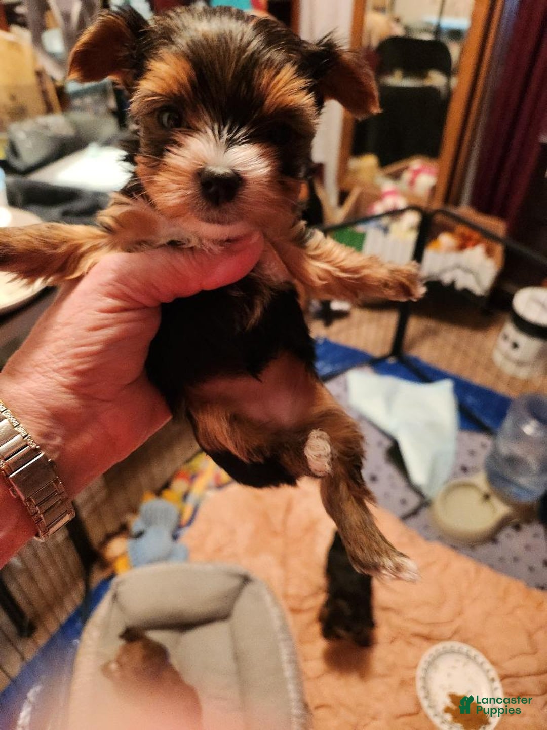 Yorkshire Terrier dogs for sale: Stephanie - pink - Ad 1