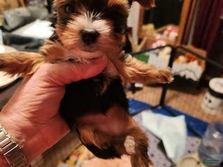 Yorkshire Terrier dogs Stephanie - pink - Ad 37