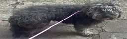 Aussiedoodle dogs for sale: Anna Andera two mini/medium Aussiedoodles  - Ad 2