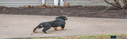 Rottweiler dogs for sale: Flynn - Ad 2