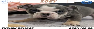 Zoey