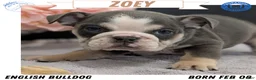 English Bulldog dogs for sale: Zoey - Ad 1