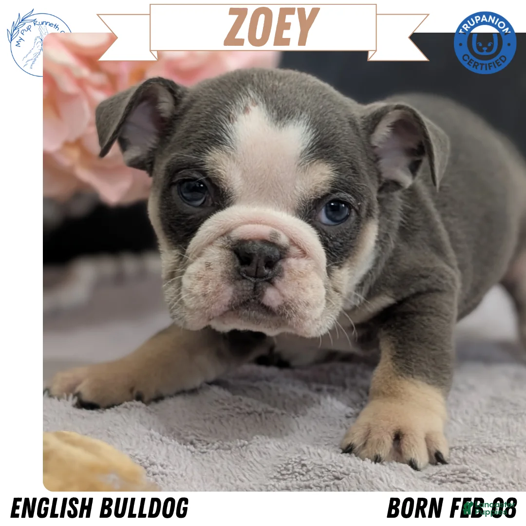 English Bulldog dogs for sale: Zoey - Ad 1