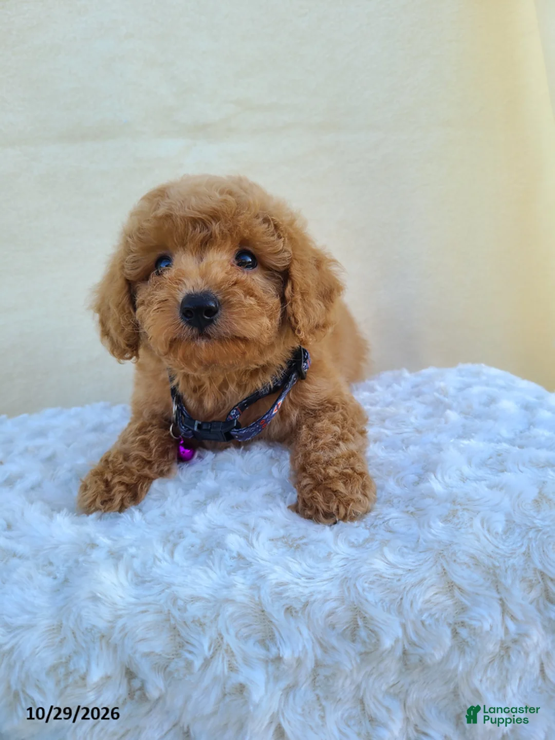 Miniature Poodle dogs for sale: Gary - Ad 2