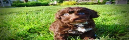 Havapoo dogs for sale: Cookie - Ad 17