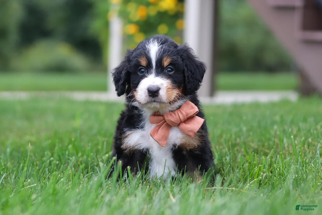 Mini Bernedoodle dogs for sale: Billy🐾 - Ad 1