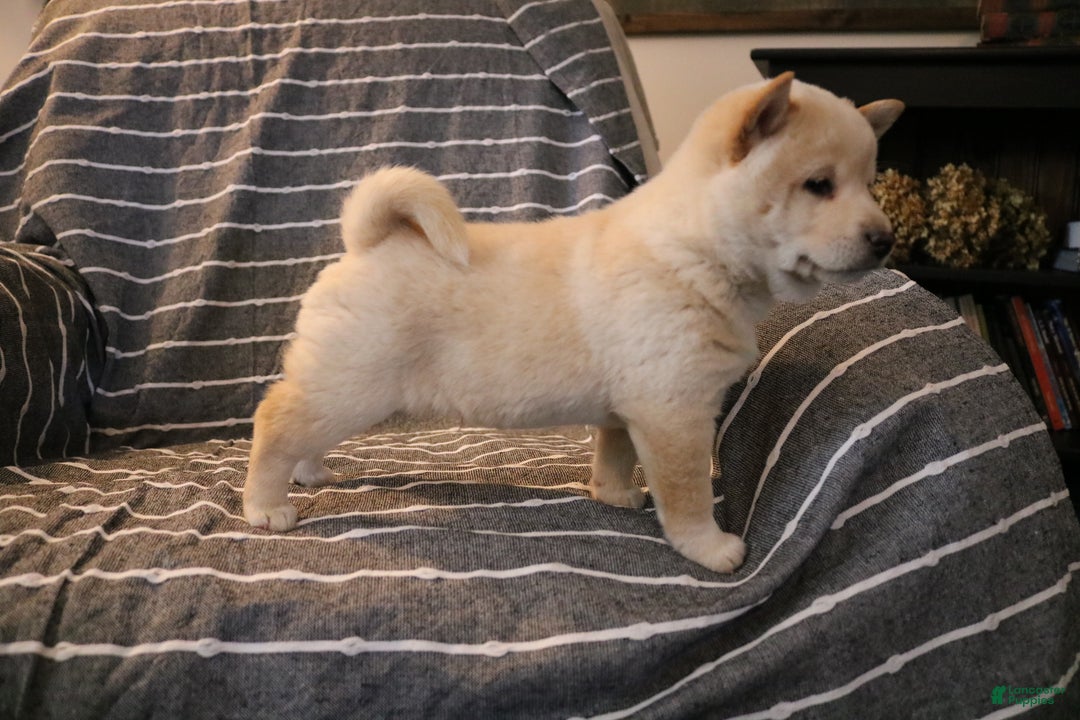 Shiba Inu dogs for sale: Scout  - Ad 3