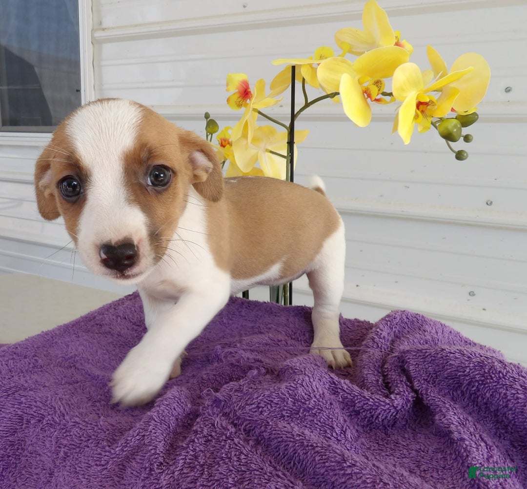 Gallery Image {{count}}