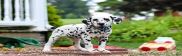 Dalmatian dogs for sale: Tasha - Ad 7