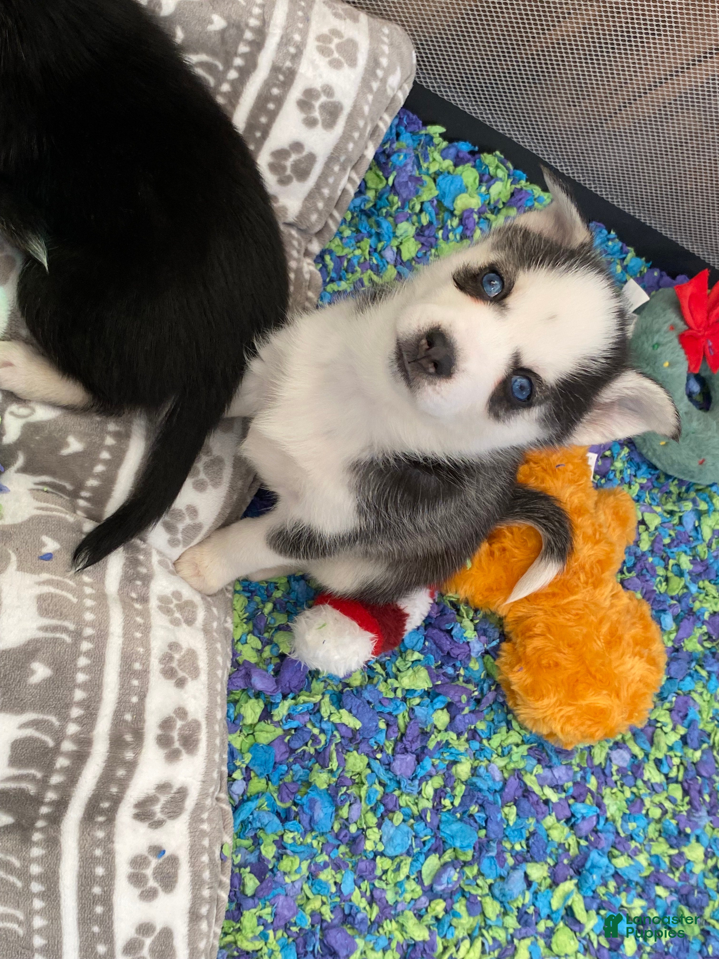 Pomsky dogs Bree  - Ad 2