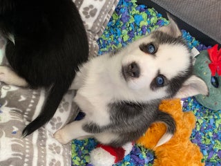 Pomsky dogs Bree - Ad 2