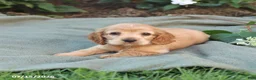 English Cocker Spaniel dogs for sale: Misty - Ad 3