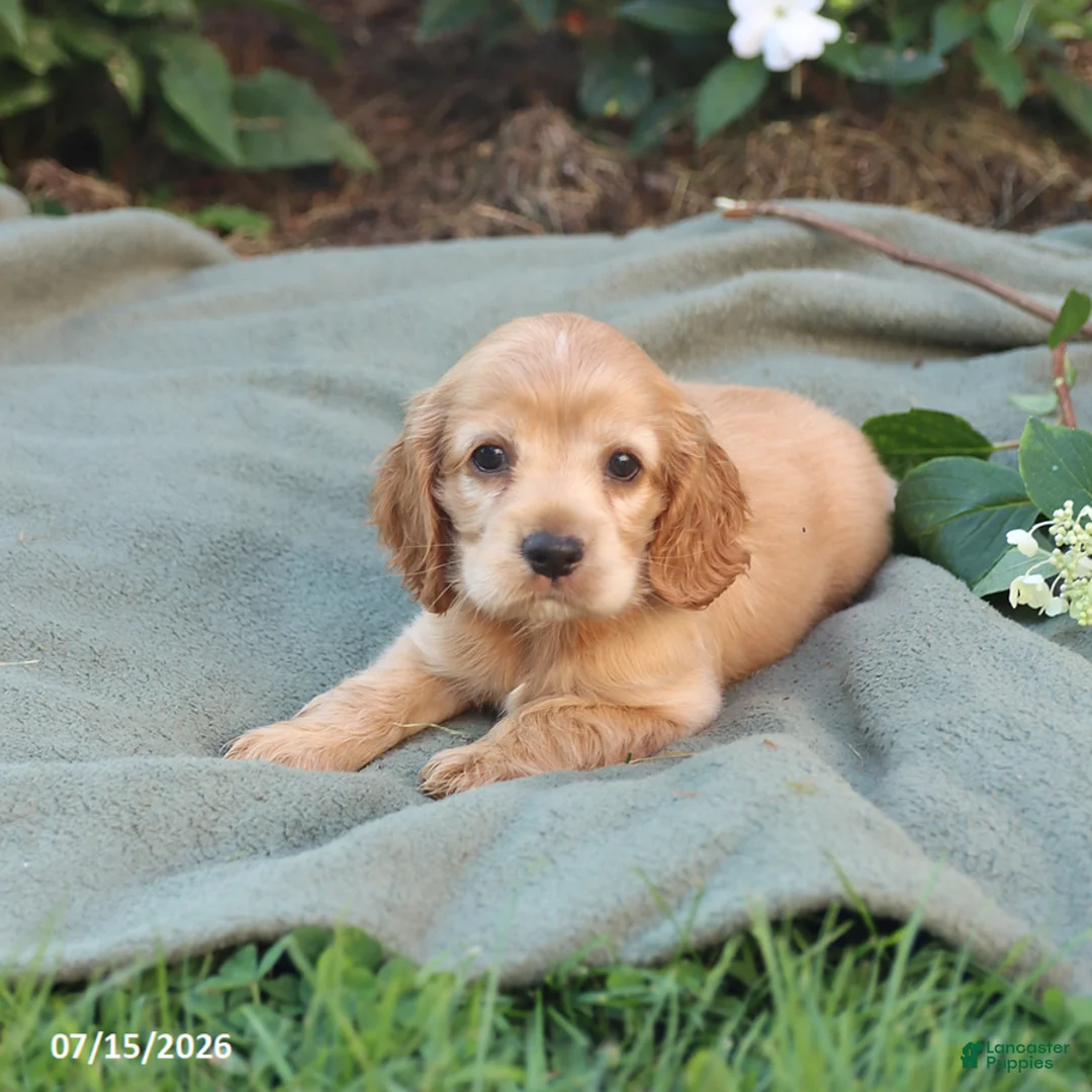English Cocker Spaniel dogs for sale: Misty - Ad 3