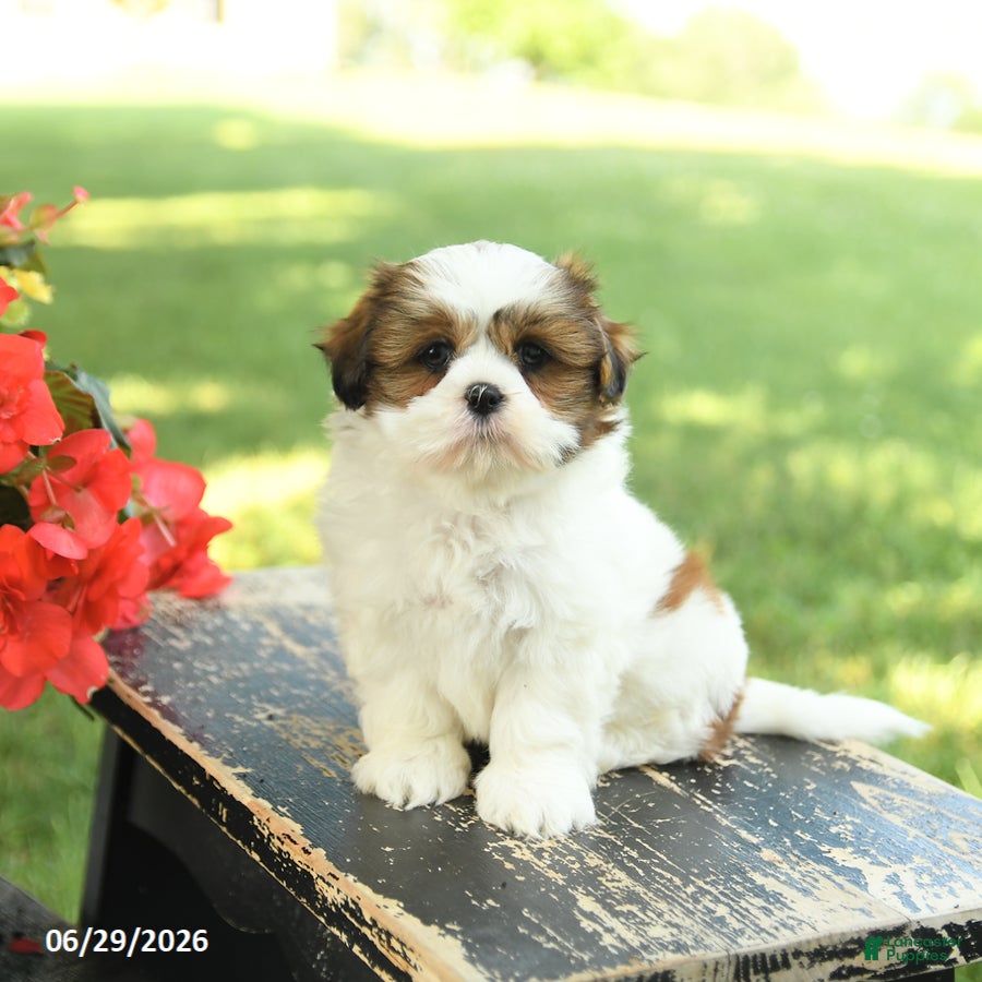 Shih Tzu dogs Lily - Ad 2