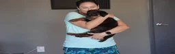 Rottweiler dogs for sale: Pick Of The Litter - Ad 5