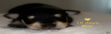 Miniature Schnauzer 3