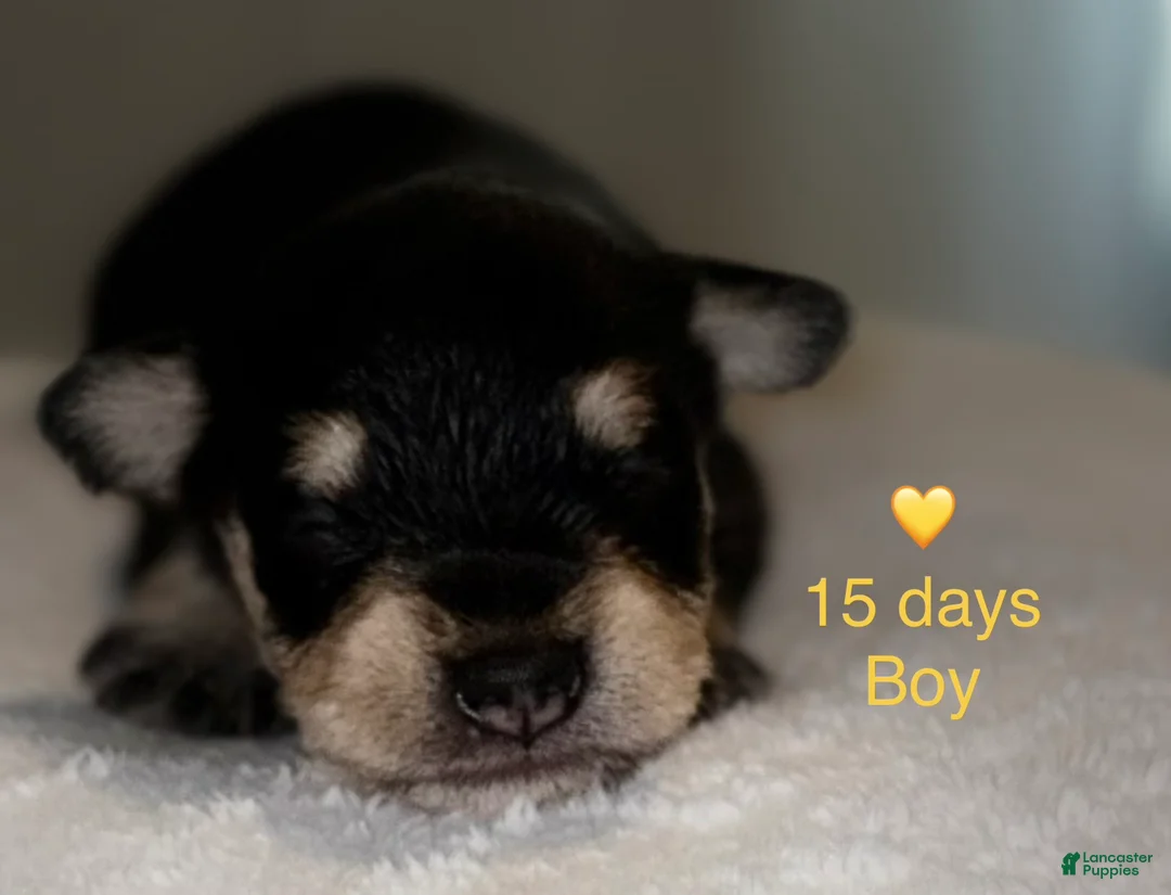 Miniature Schnauzer dogs for sale: Miniature Schnauzer 3 - Ad 1