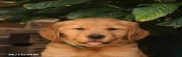 Golden Retriever dogs for sale: Creed - Ad 4