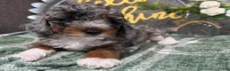 Miniature Poodle dogs for sale: Saphire - Ad 3