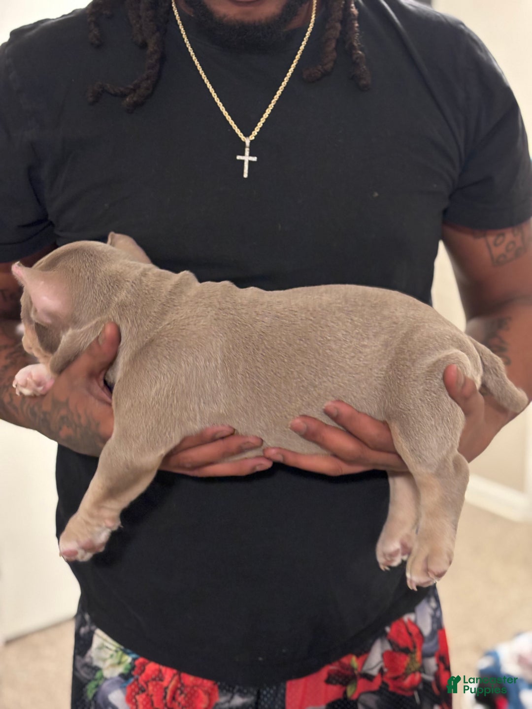 American Bully dogs for sale: American Bully Puppy 5 - Ad 4