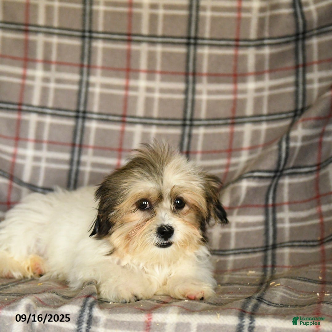 Shorkie dogs for sale: Karl - Ad 8
