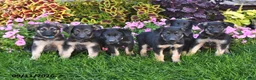 German Shepherd dogs for sale: Thomas - Ad 3