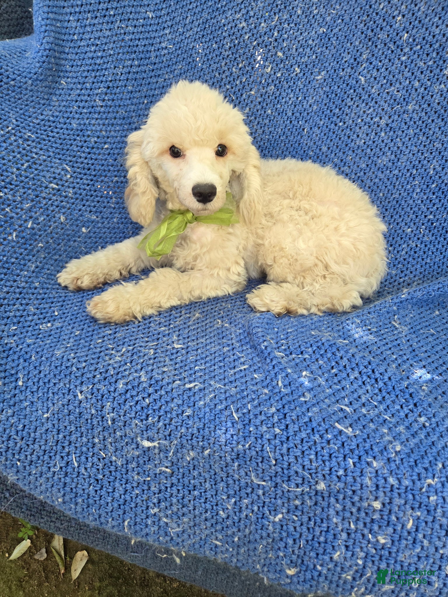 Toy Poodle dogs Bennet  - Ad 11