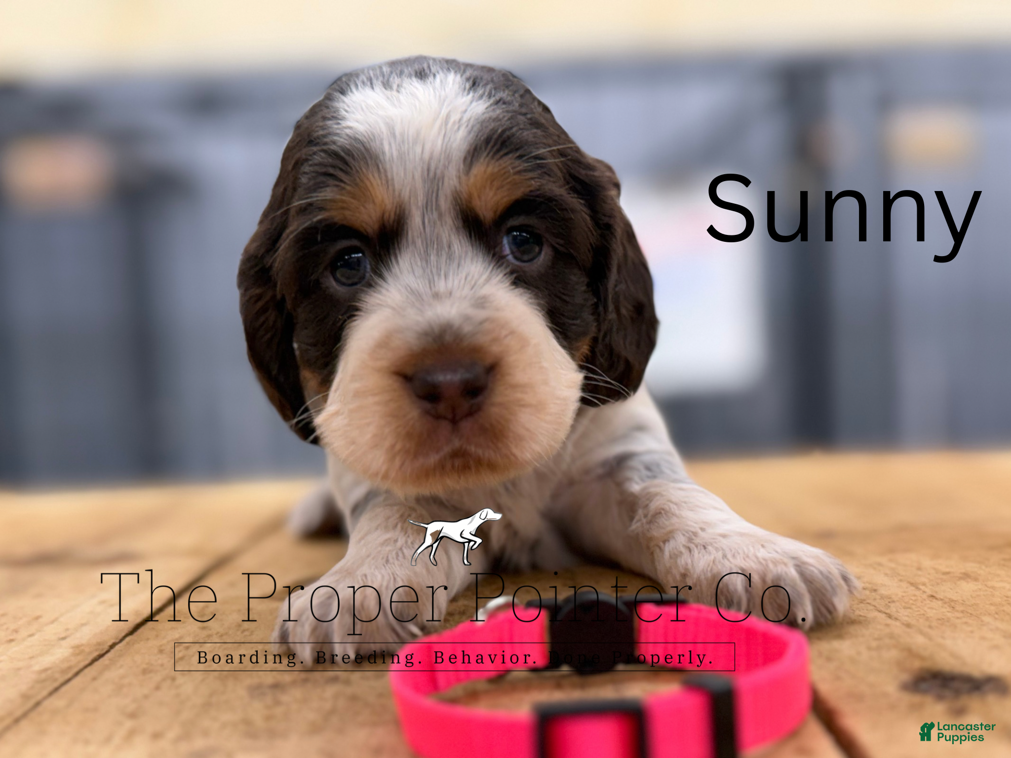 English Springer Spaniel dogs Sunny - Ad 1