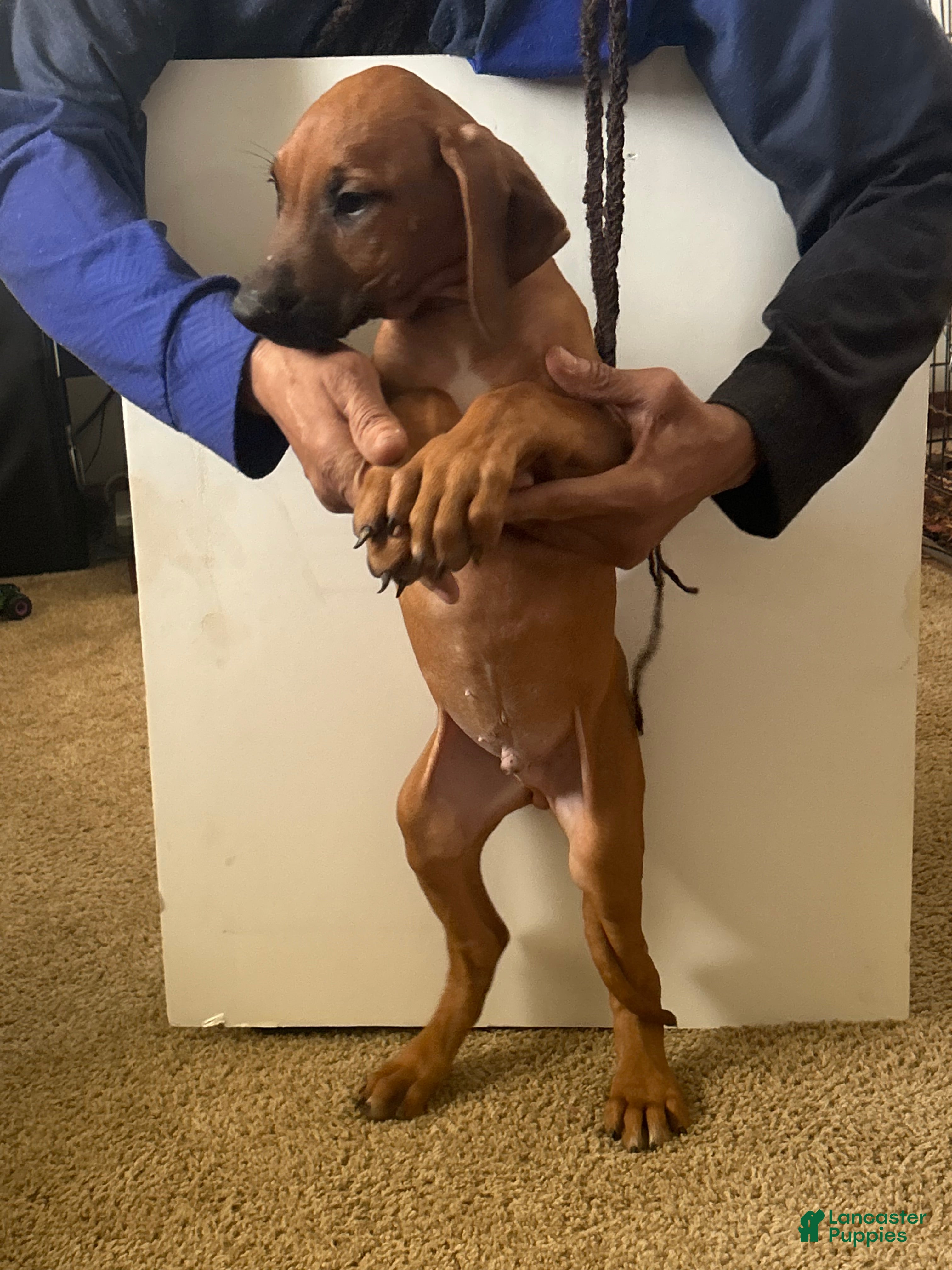 Rhodesian Ridgeback dogs Rhodesian Ridgeback Puppy 3 Green Collar  - Ad 16