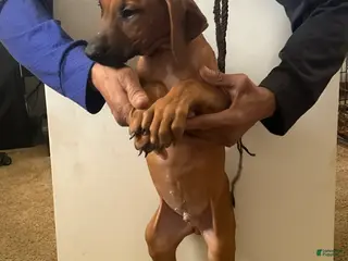 Rhodesian Ridgeback dogs Rhodesian Ridgeback Puppy 3 Green Collar - Ad 16