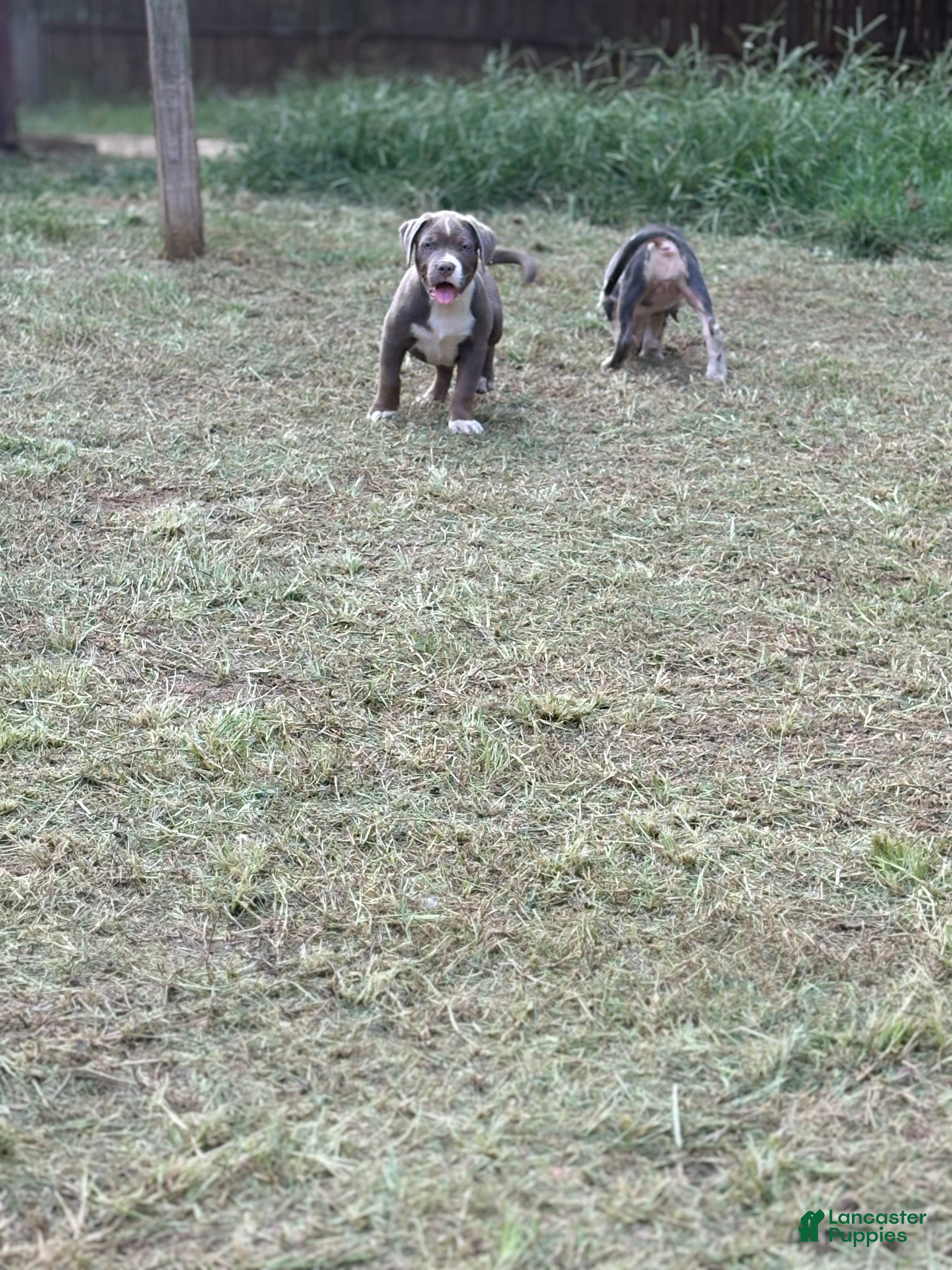 American Bully dogs for sale: Beauty - Ad 1