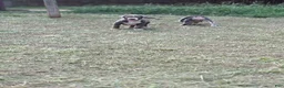 American Bully dogs for sale: Beauty - Ad 10