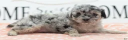 Toy Poodle dogs for sale: Bailey  - Ad 3