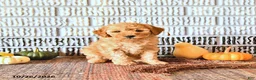 Mini Goldendoodle dogs for sale: Reese - Ad 2
