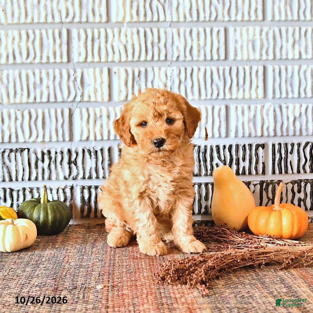 Mini Goldendoodle dogs for sale: Reese - Ad 2