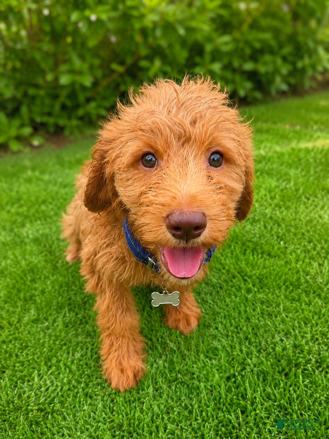 Goldendoodle dogs for sale: Teddy - Ad 1
