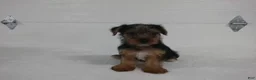 Yorkshire Terrier dogs for sale: Roscoe  - Ad 5