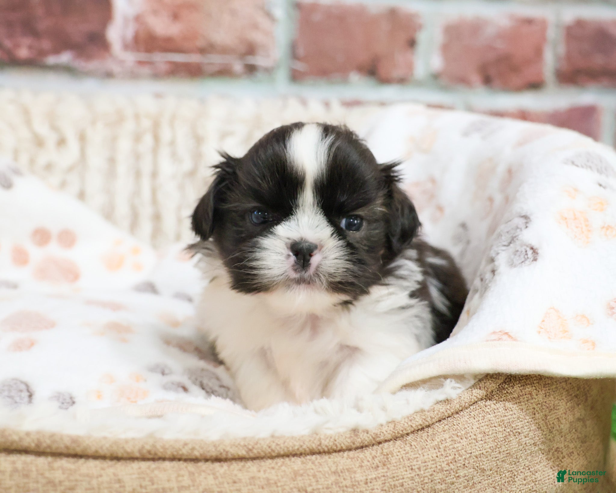 Shih Tzu dogs Aztec - Ad 36