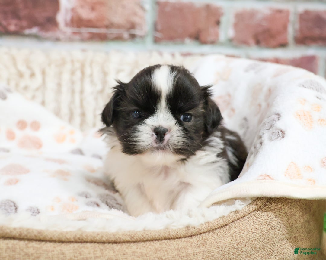 Shih Tzu dogs for sale: Aztec - Ad 1