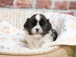 Shih Tzu dogs Aztec - Ad 7