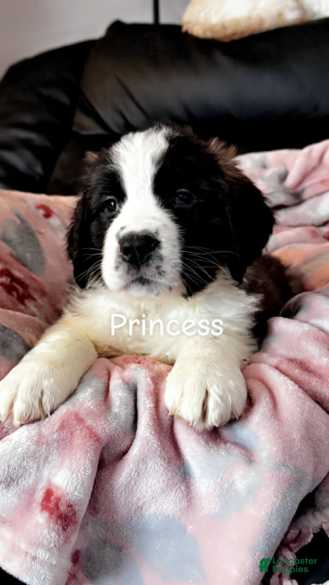 Saint Bernard dogs Dolly  - Ad 1