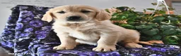 Golden Retriever dogs for sale: Honey - Ad 3