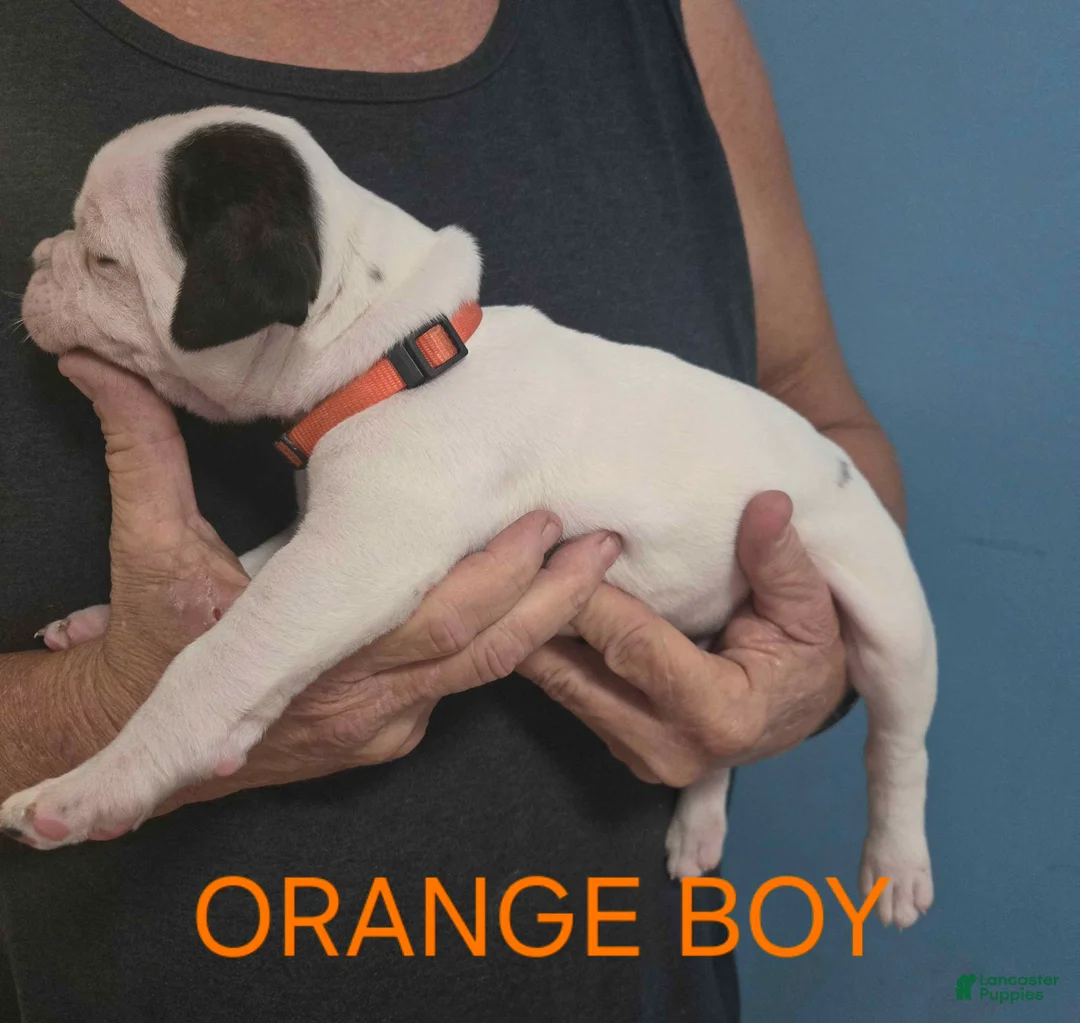 American Bulldog dogs for sale: Orange Boy - Ad 2